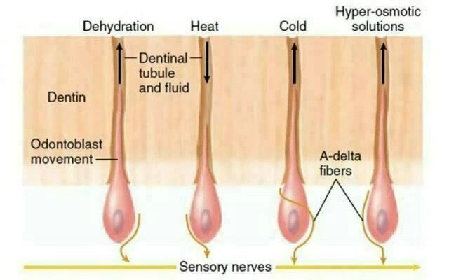 Bệnh lý tủy - Viêm tuỷ có khả năng hồi phục