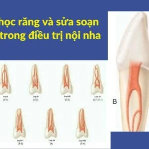 Hình thái học răng và sửa soạn xoang tuỷ trong điều trị nội nha - 17