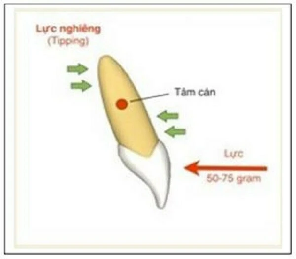 Hình thái học răng và sửa soạn xoang tuỷ 2