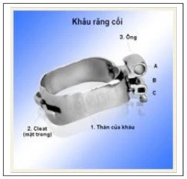 Bấm khâu răng cối
