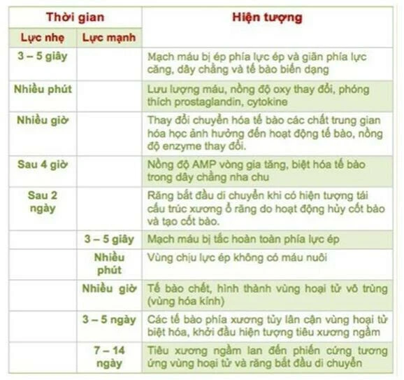 Pogonion là điểm trước nhất trên đường viền ở cằm