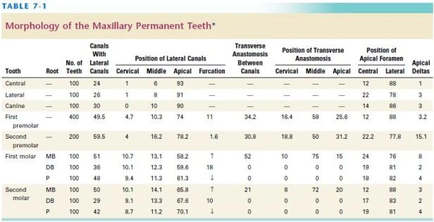 hình thái răng hàm
