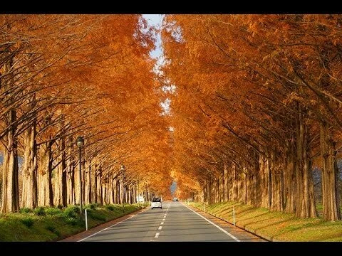 Mùa thu nhật bản – bạn đã sẵn sàng ghé thăm? – du lịch 2024