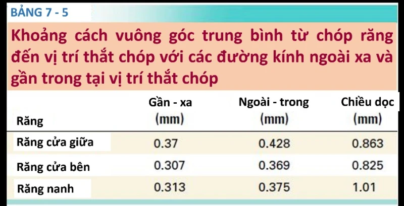 bảng đô khoảng cách chóp răng đến vị trí thắt chóp