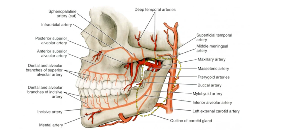 CÁC KỸ THUẬT GÂY TÊ TRONG ĐIỀU TRỊ TỦY RĂNG ky-thuat-gay-te-trong-dieu-tri-tuy-2
