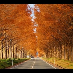 Mùa thu nhật bản – bạn đã sẵn sàng ghé thăm? – kinh nghiệm - 153 file