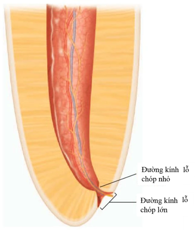 Quyết định chiều dài làm việc trong điều trị nội nha 