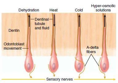 su-di-chuyen-cua-chat-long-trong-cac-ong-nga