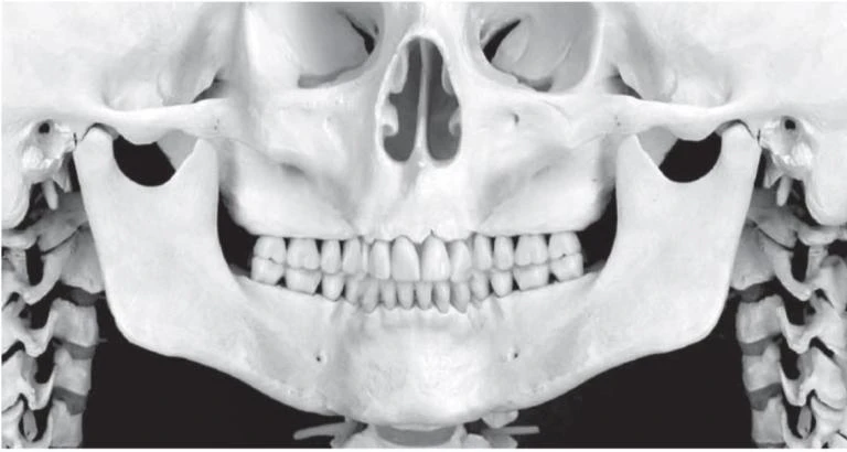 Hình 16. Hình ảnh cho thấy xương hàm dưới, giữa mặt, đốt sống cổ và nền sọ khi được hiển thị trên phim toàn cảnh. Quan trọng nhất, hình ảnh này bao gồm hình ảnh nhìn từ bên phải và bên trái của phần xương nằm phía sau răng nanh, và một phần phía trước nằm phía trước răng cối nhỏ.