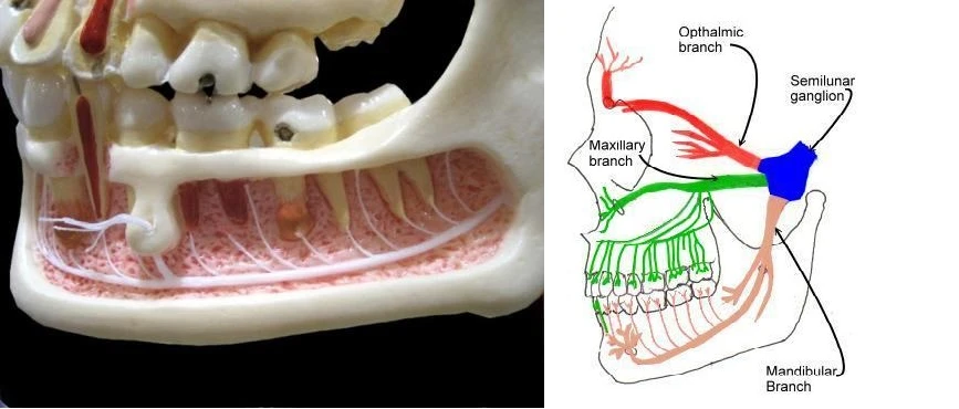 day-than-kinh-xuong-o-rang-duoi