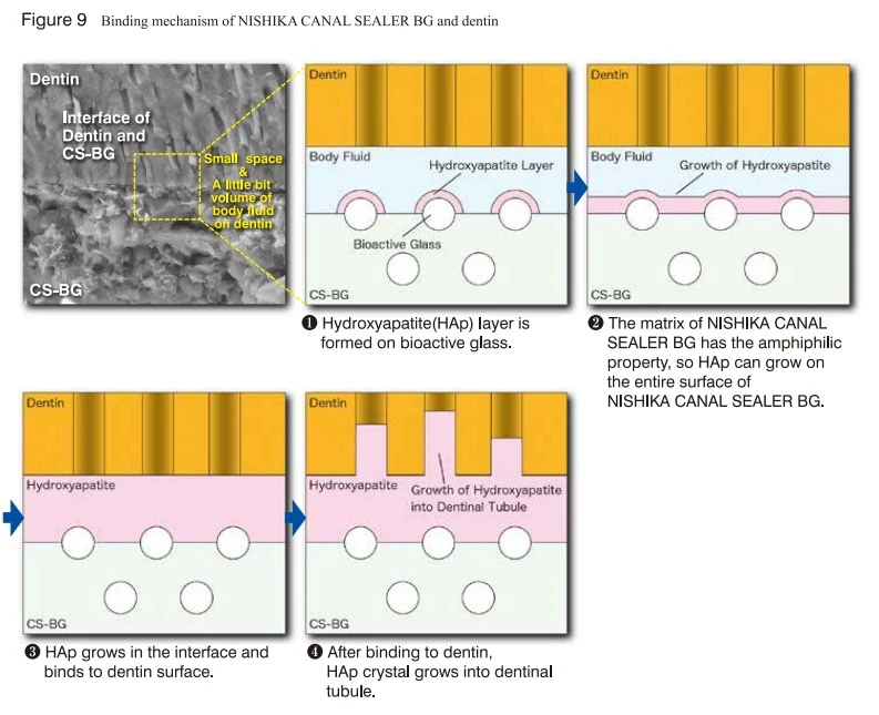 Thủy tinh sinh học trong BG Multi tiếp xúc trực tiếp với dịch cơ thể